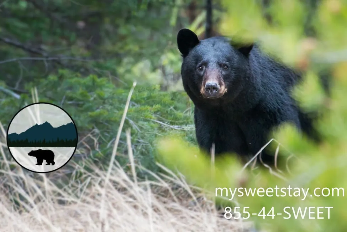 A peaceful outdoor scene featuring a black bear amidst lush greenery, surrounded by the natural beauty of the Smoky Mountains. The image captures the sense of adventure and tranquility available in the area, with opportunities for wildlife observation and nature exploration.